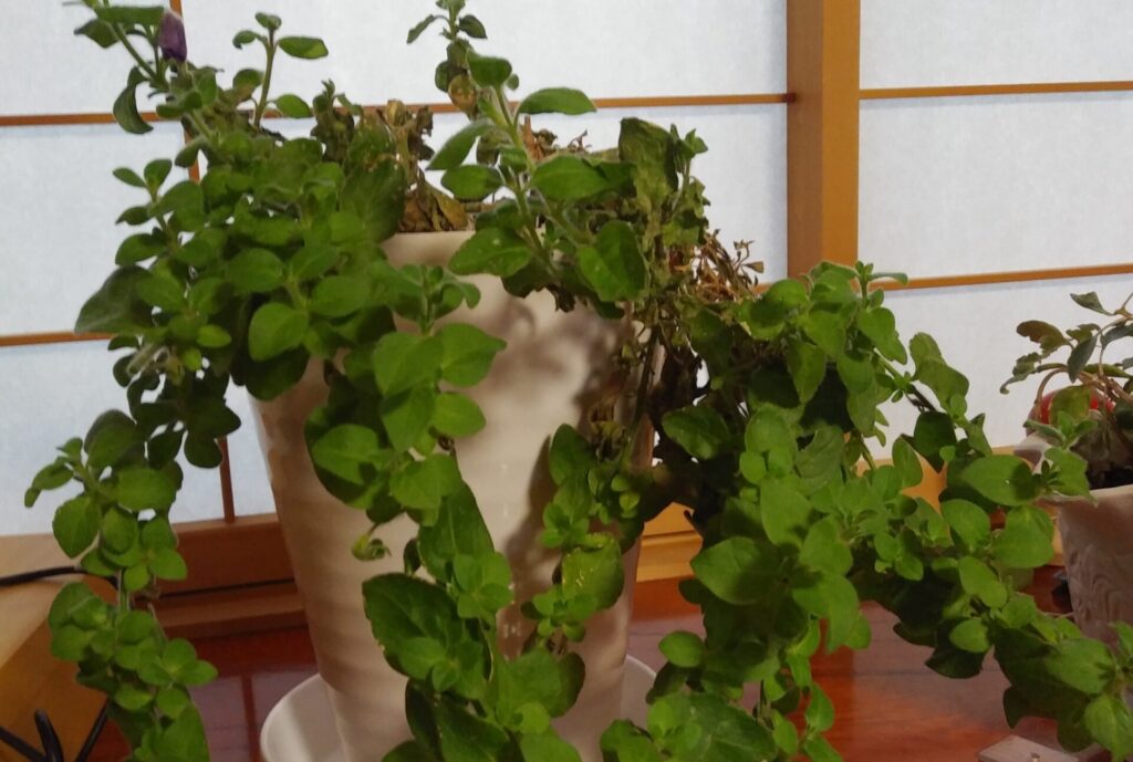 サフィニアの挿し芽 １ 成長を実況中継 園芸太郎