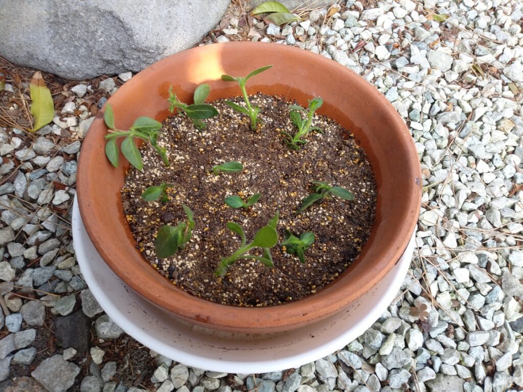サフィニアの挿し芽 ６ 成長を実況中継 園芸太郎