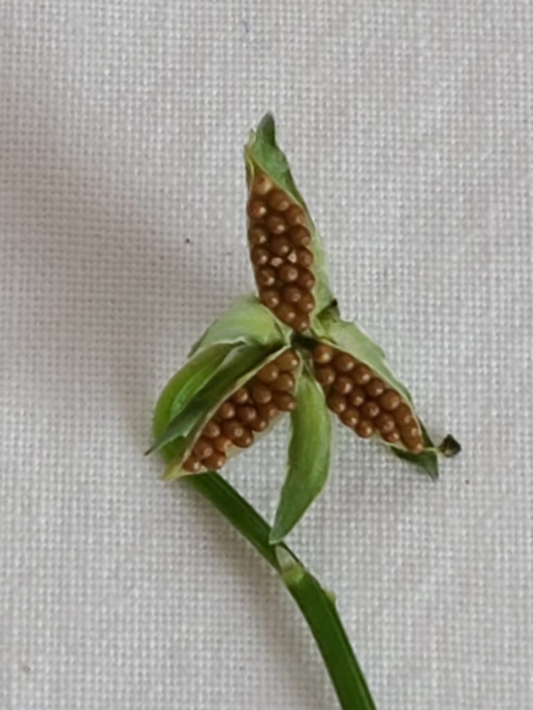ビオラの種を６月に蒔く 小さい種を効率よく蒔く方法 園芸太郎