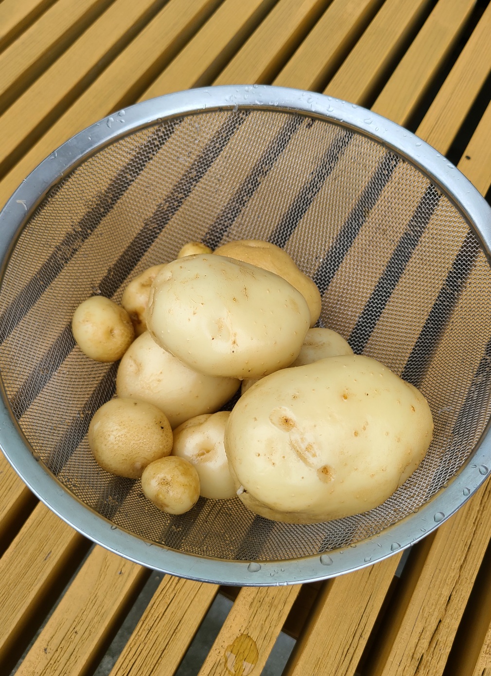 プランターで栽培したジャガイモ 今年3回目の収獲です 園芸太郎
